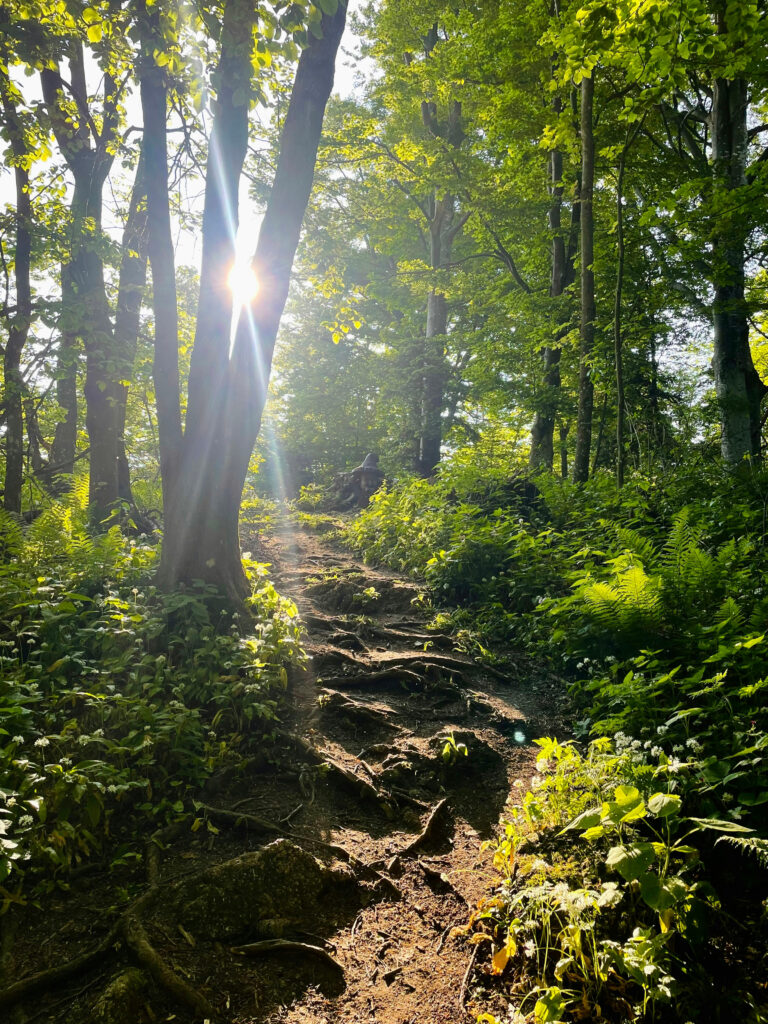 Beitragsbild von Hallo Welt